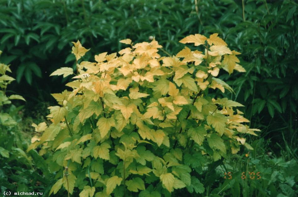 Пузыреплодник калинолистный «Ауреа» - Physocarpus opulifolius «Aurea»